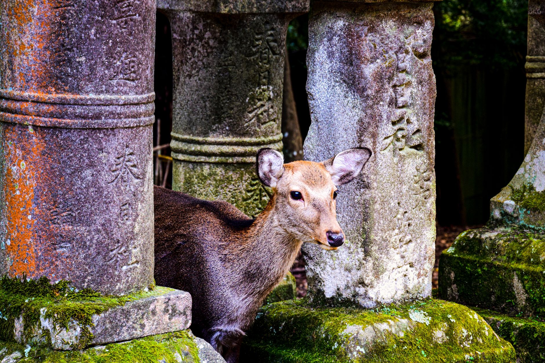 Un daim devant le temple Todai-ji a Nara