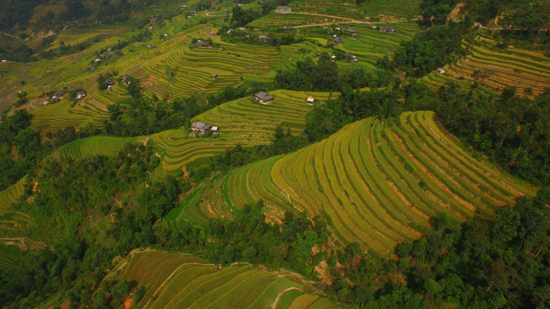 Rizières en terrasses de Hà Giang, nord du Vietnam