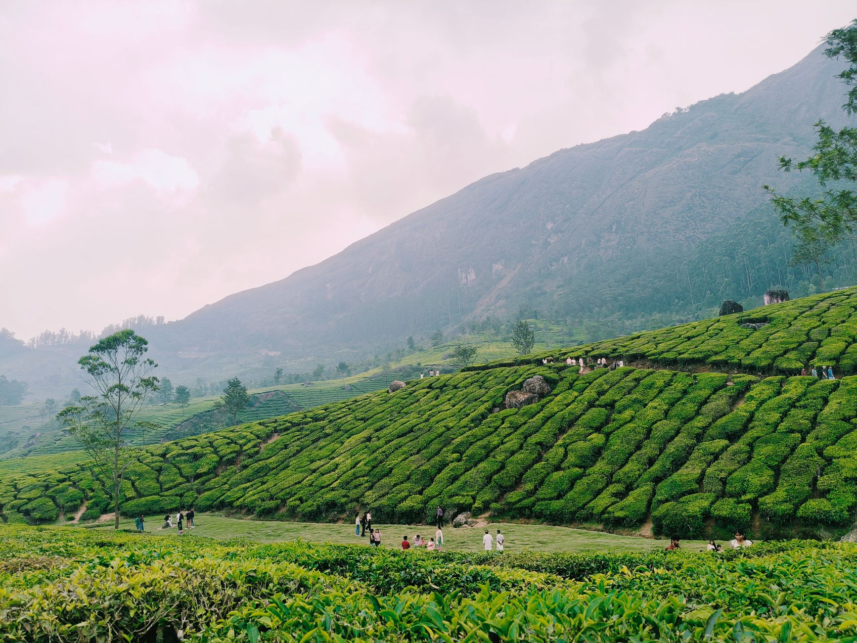 Plantation de thé en Inde pour le chai