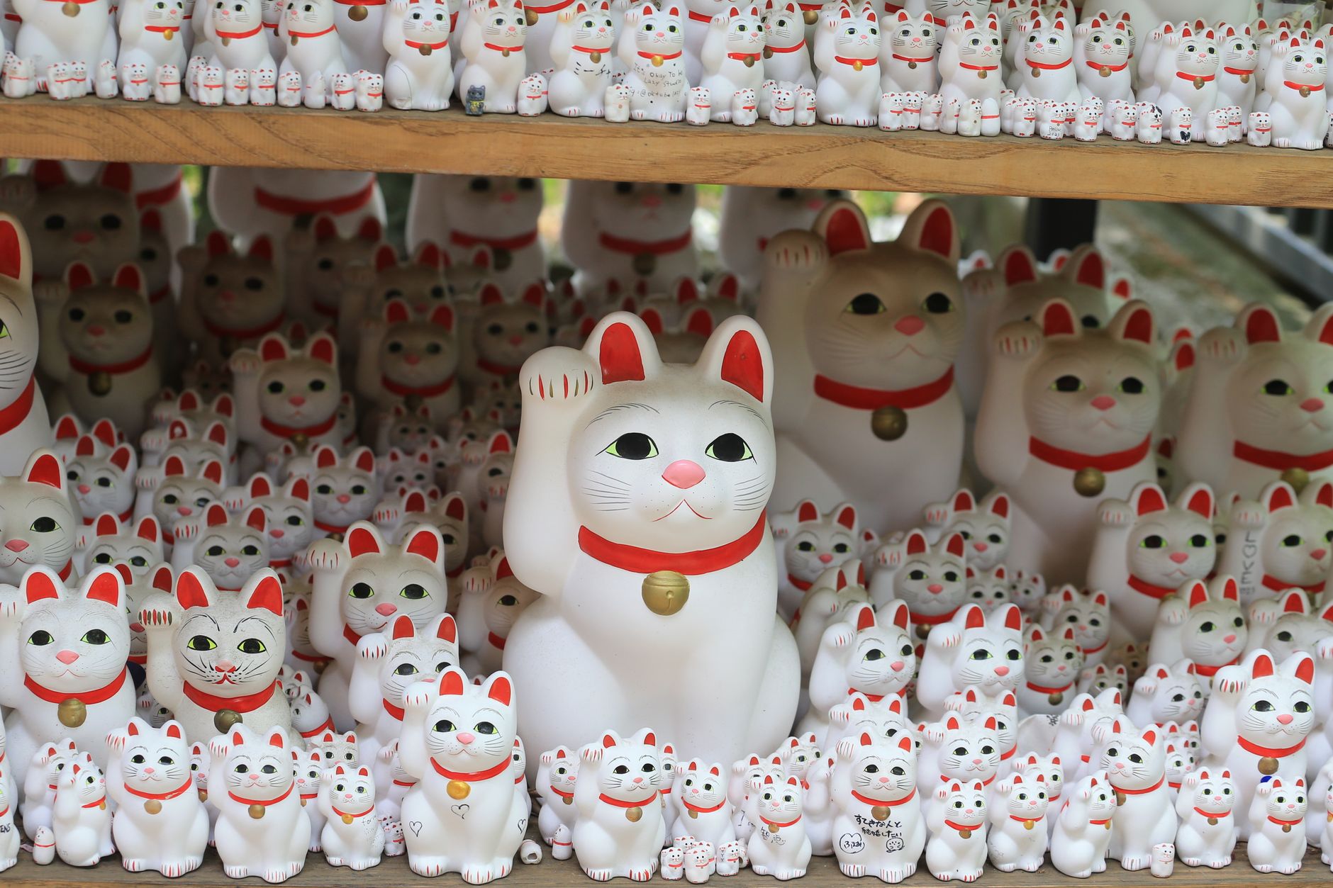 Étagères en bois couvertes de dizaines de maneki-neko blancs aux oreilles rouges, patte droite levée et sans pièce d'or